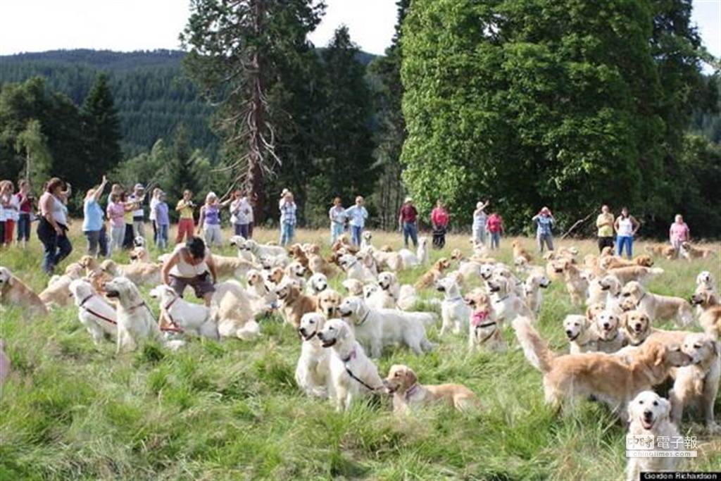 222隻黃金獵犬聚在一起的可愛畫面，讓愛狗的人看了都融化。(圖摘自狗民網)