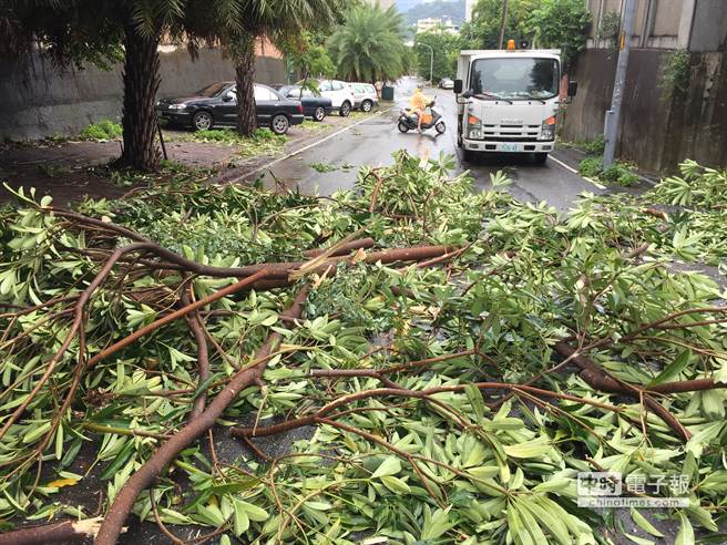 蘇迪勒颱風過境，脆弱的黑板樹應聲倒伏，南投市清潔隊進行清運。（廖志晃攝）