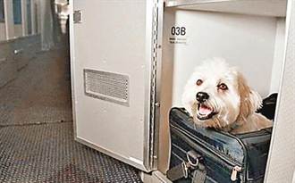 美國客機設寵物頭等艙 可帶貓狗一同旅遊