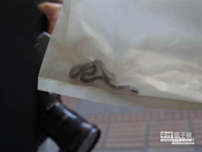 蛇长约30公分。（杨汉声摄）