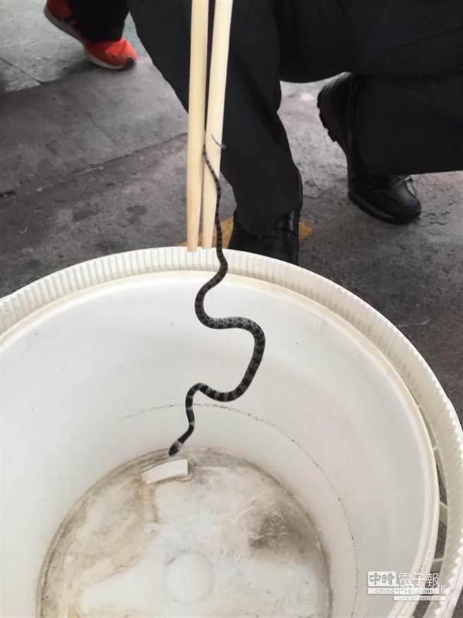 确认为无毒的白梅花蛇。（杨汉声翻摄）