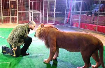 訓獸師沒在怕 竟然和獅子面對面做這件事