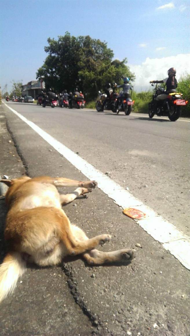 花蓮 肉身擋車護家狗亡騎士斷鎖骨 社會 中時