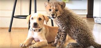 好療癒！印度豹寶寶與幼犬的超萌友誼