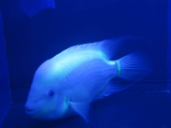 全球最大螢光魚首度曝光，對於癌症研究上其獨具方便觀察的優勢。（馮景青攝）