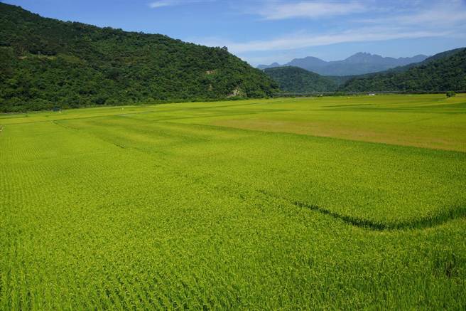 南安部落美麗的稻田景觀。（楊漢聲翻攝）