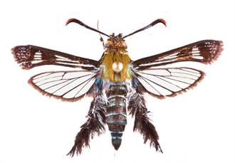 屏東十八羅漢山昆蟲普查 發現罕見透翅蛾