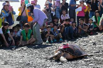 海龜救援案例中最大隻 母玳瑁「阿飛」宜蘭野放