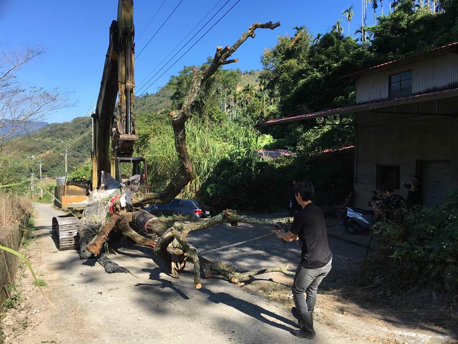 巨梅遷徙過程。（沈揮勝攝）