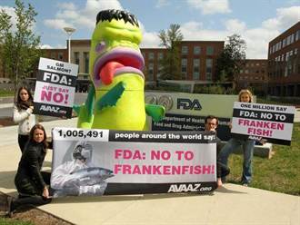 美FDA稱基改鮭魚安全准上市 但不得在美繁殖