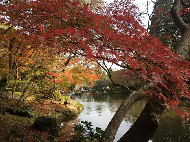 關東賞紅葉名景點成田山公園紅葉映池面 國際 中時