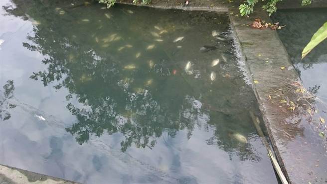 潭子加工出口區旁灌溉溝渠出現大批死魚，居民懷疑工廠偷排廢水所致，空氣中還聞得到刺鼻酸味。（王文吉攝）