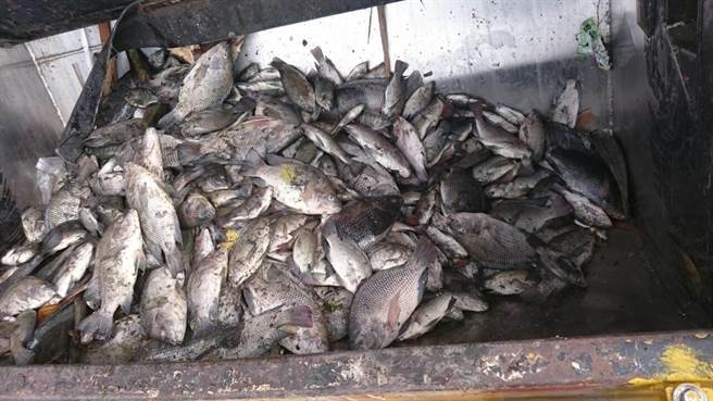 環保局清潔隊員打撈死亡魚屍，並將魚體送到農委會毒物試驗所檢驗，釐清魚類死因。（王文吉攝）