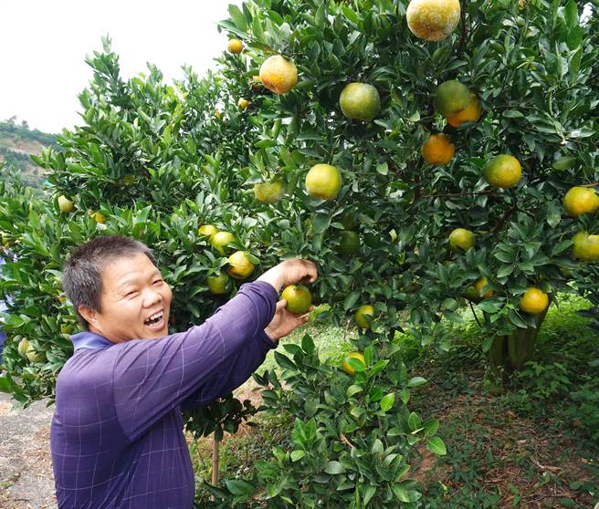 農友謝朝義在農民大學堂學到幫柑橘做防曬，橘子收成賣相佳。（盧金足攝）