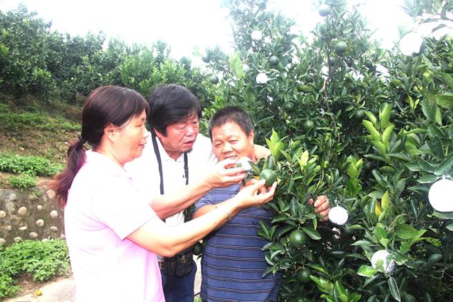 中興大學教授蔡東纂（中）教導農民幫柑橘防曬，外觀不會被曬傷。（盧金足攝）