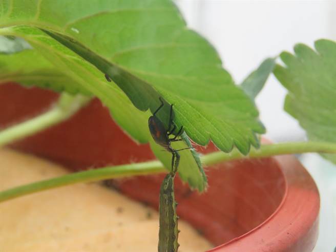 苗栗農改場推廣生物防治草莓病蟲害，黃斑粗喙椿象（上）正在捕食害蟲斜紋夜蛾（下）。（許瀚分攝）