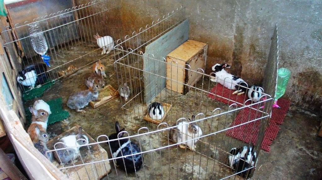 愛兔協會今天到現場查看，發現該戶頂樓加蓋滿滿都是繁殖過剩的兔子和天竺鼠。(愛兔協會提供)