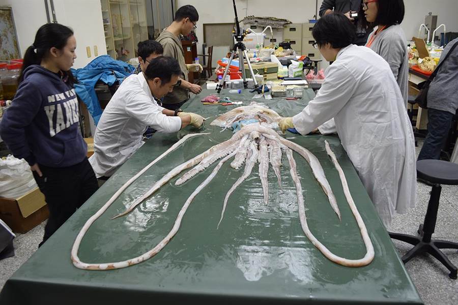 Игра в кальмара squid. Гигантский Аксон кальмара. Гигантский Аксон кальмара физиология. Опыт с гигантским аксоном кальмара.
