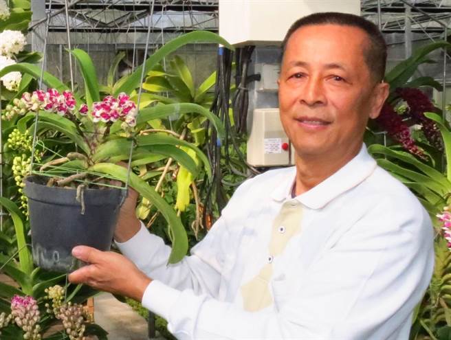 魏榮泰首度將目前剛培育成功的新花種「熊貓蘭」亮相。（楊樹煌攝）