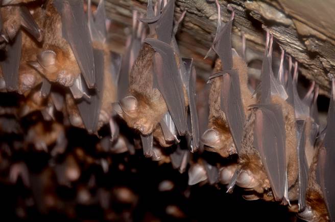 日月潭深山發現數千隻台灣葉鼻蝠，一隻隻倒吊睡覺，此刻正處於深度休眠中。（沈揮勝攝）