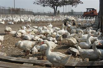 禽流感肆虐 雲林縣鵝從百萬隻撲殺剩7萬隻