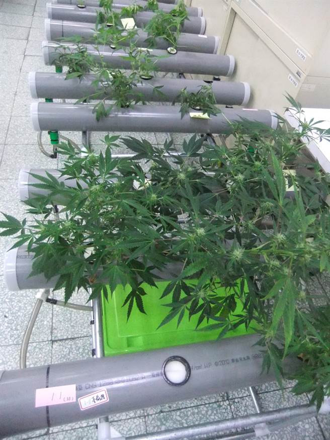 毒蟲種大麻獨創 魚菜共生 遭逮 社會 中時