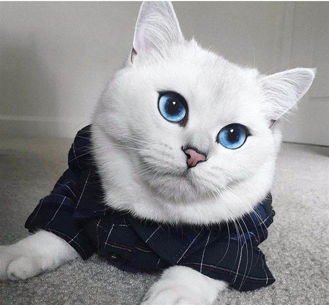 英國藍眼短毛貓萌樣輕鬆征服貓奴- 國際- 中時新聞網