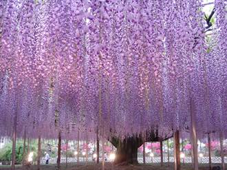 日本足利花園紫藤花季 美得令人屏息
