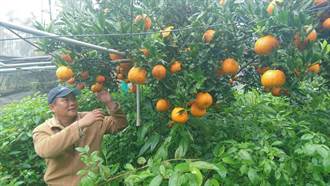柑橘類水果近尾聲 和平桶柑壓軸上市