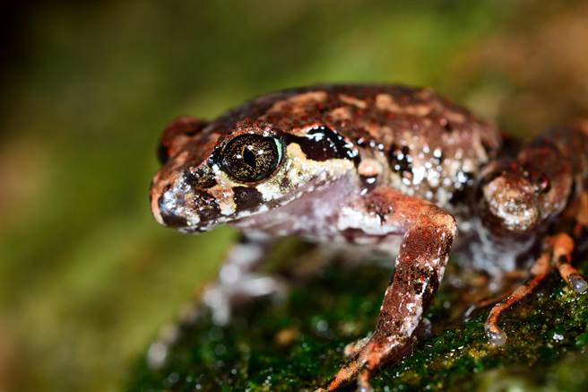 圖為騰衝掌突蟾。（圖新華社/嘉道理中國保育提供）