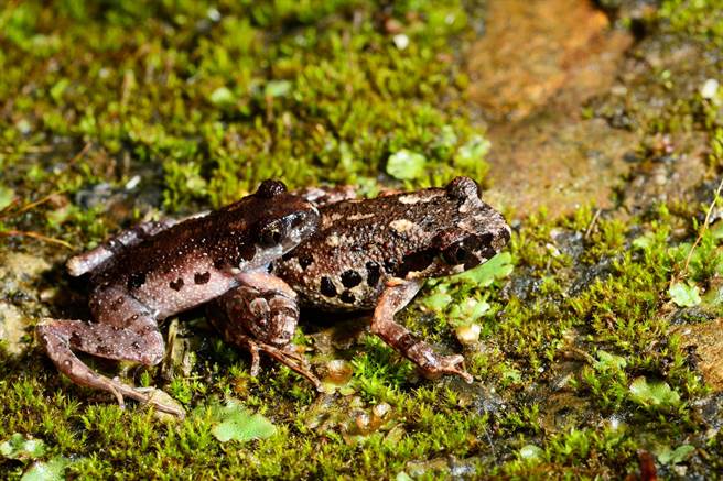 圖為騰衝掌突蟾交配的資料照。（新華社/嘉道理中國保育提供）