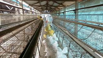 竹塘蛋雞場傳禽流感 防疫所撲殺1萬7千隻雞
