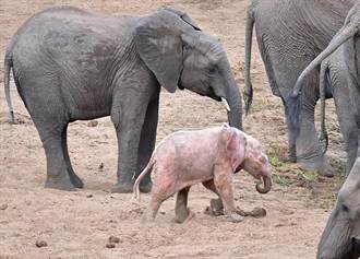 南非野生小象患白化症 膚色呈現粉紅色