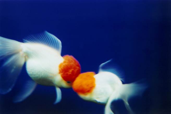 蜷川實花出道最大個展獻給台灣 生活 中時