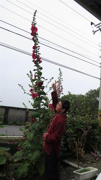 員林市觀光文化課長詹錫芬 種出4.2公尺蜀葵