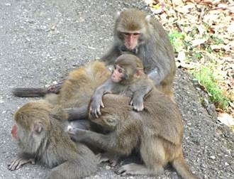 監測猴群變動 林管處在猴頸上掛追蹤器