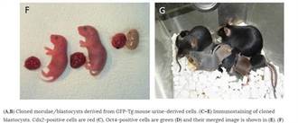 利用鼠尿細胞 日成功複製老鼠
