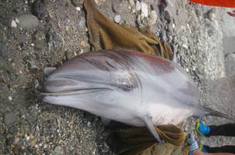 弗氏海豚擱淺花蓮北濱海岸 搶救不及身亡