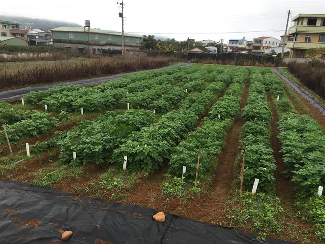種苗改良繁殖場開放馬鈴薯試驗田區給農友觀摩。（王文吉攝）