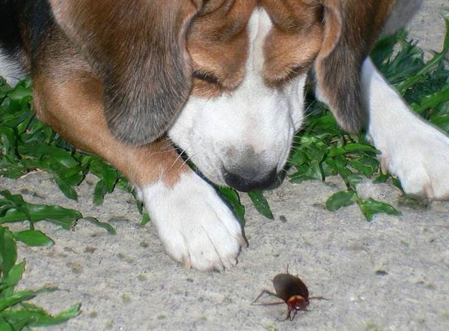 小強頑強的生命力，令人歎為觀止。（圖/葉志雲攝）
