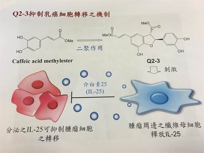 中研院農生中心今天發表最新發現，透過成功合成植物衍生物Q2-3，實驗後發現能促進體內抑止腫瘤因子IL-25的分泌，減緩乳癌細胞移轉的效果。(圖／中研院提供)