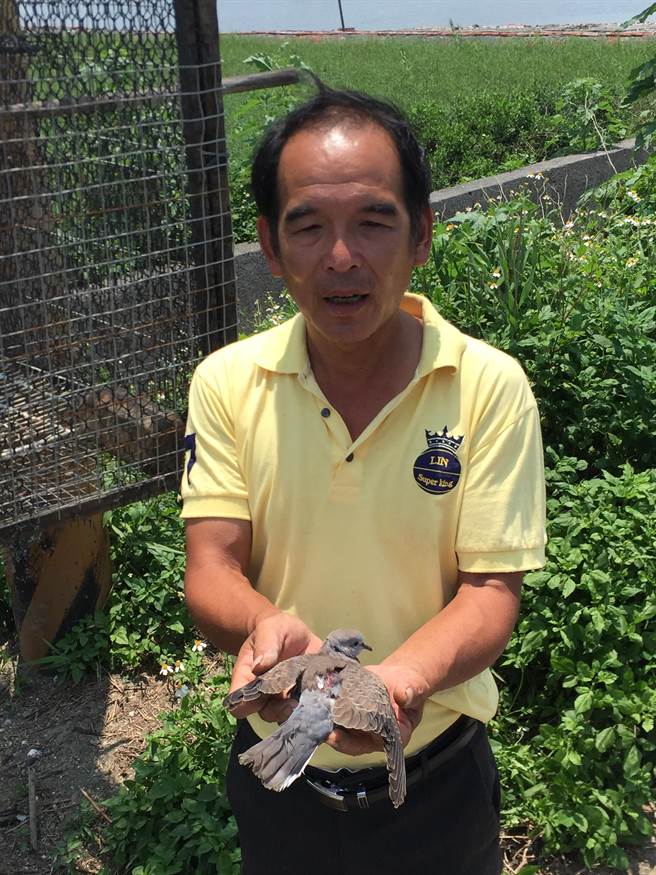 福寶濕地誘捕斑鳩私設捕鳥籠恐違法 社會 中時