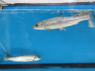 台灣成功開發鮭魚養殖技術 未來鮭魚可自產