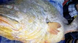 大陸土豪天價買緬甸稀有黃唇魚
