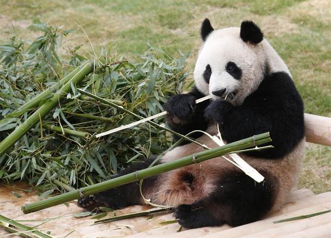 住在南韩动物园的大熊猫。(美联社)
