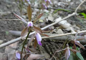 九九峰自然保留區 稀有紫花脈葉蘭再現芳蹤