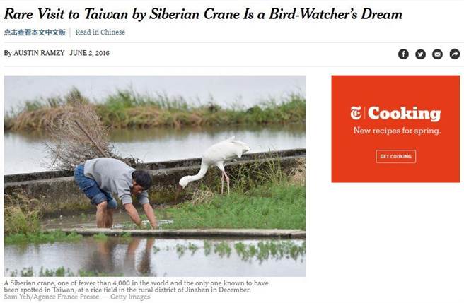 《紐約時報》報導金山小白鶴到台灣的故事。（圖截自《紐約報》）
