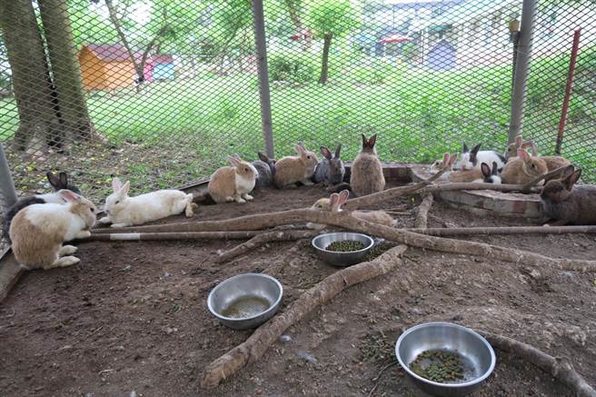 疑遭人惡意棄養的家兔共42隻，現收容在台南市動物之家善化站。（動保處提供）