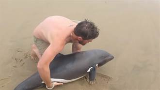 小海豚無助擱淺在岸上 男子帥氣舉動迷倒網友：已戀愛！