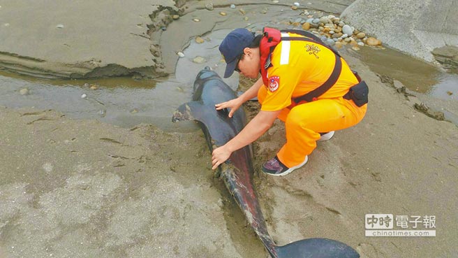 死因待查瓶鼻海豚擱淺亡疑遭鯊魚咬傷 地方新聞 中國時報